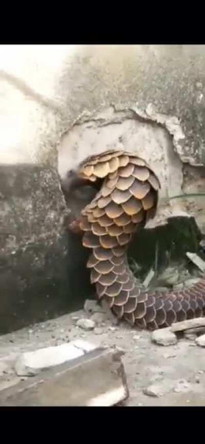 Pangolin