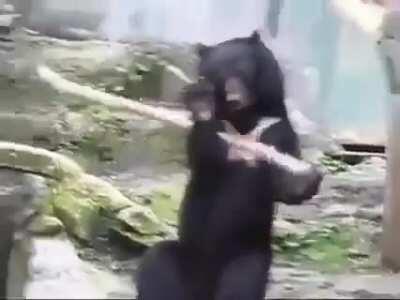 Kung Fu Bear.