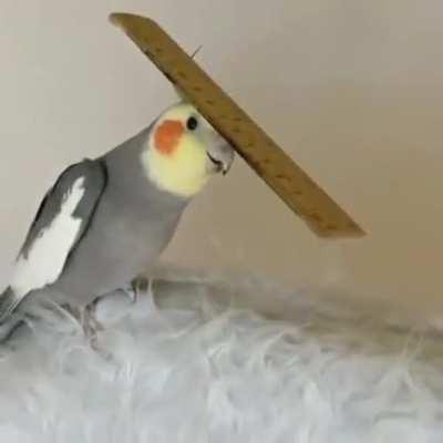 I found the RULER of the flock! :D