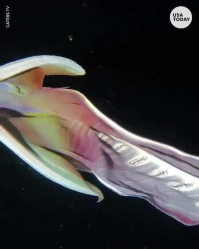 Rare 'rainbow' blanket octopuses caught on camera