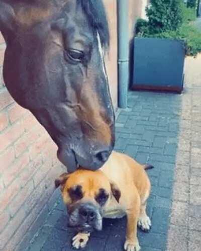 The cry for help in it's eyes.