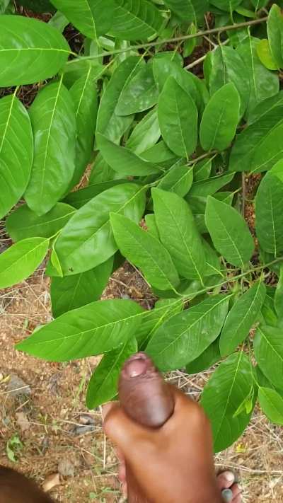 Rate after watching me fertilize some trees with my seed