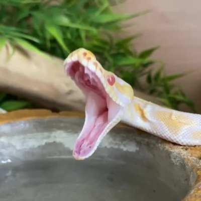 Caught yawning!