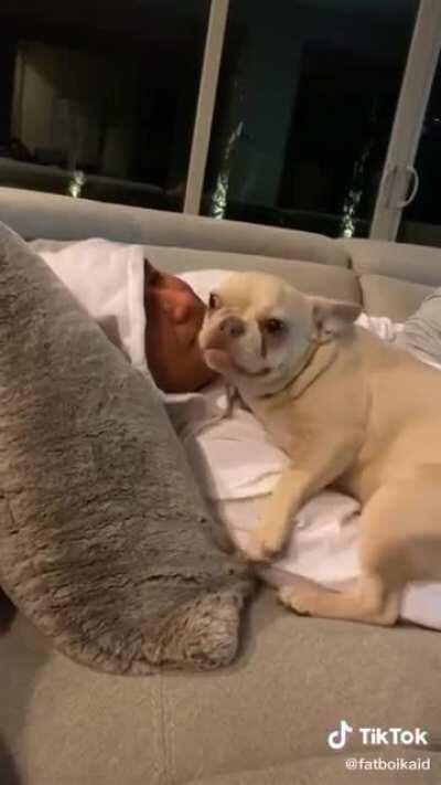 Never refuse a Frenchie