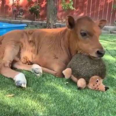 Happy cow and his hedgehog