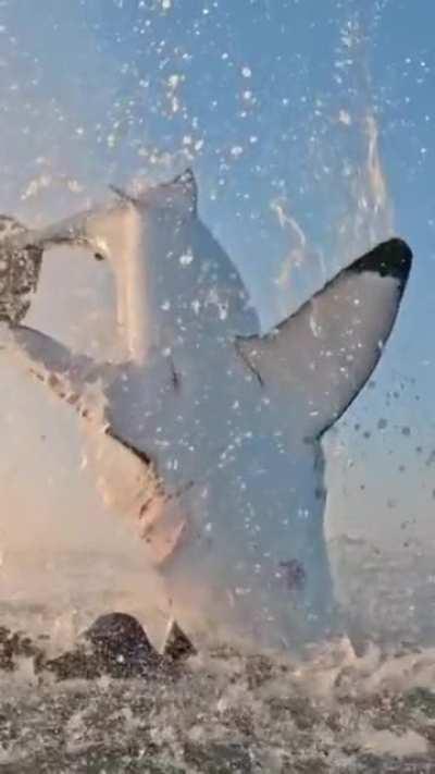 Рвбка - большая белая....