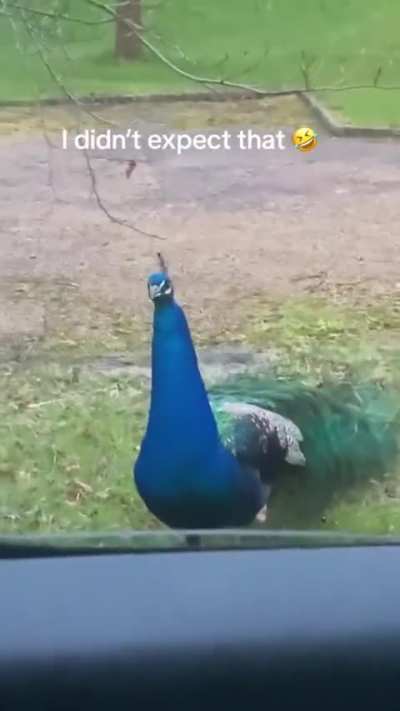 Activated peacock