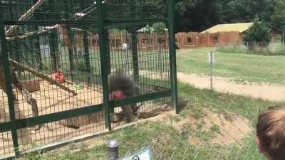 to be a brat to monkey and get away with it