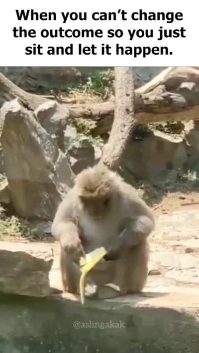 When the monkey lets it happen (literally me very real)