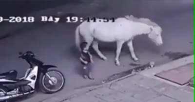 Harassing this horse