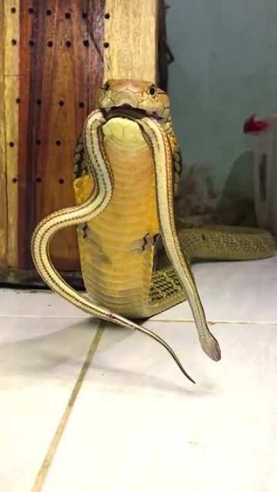 Did you know that king cobras growl?