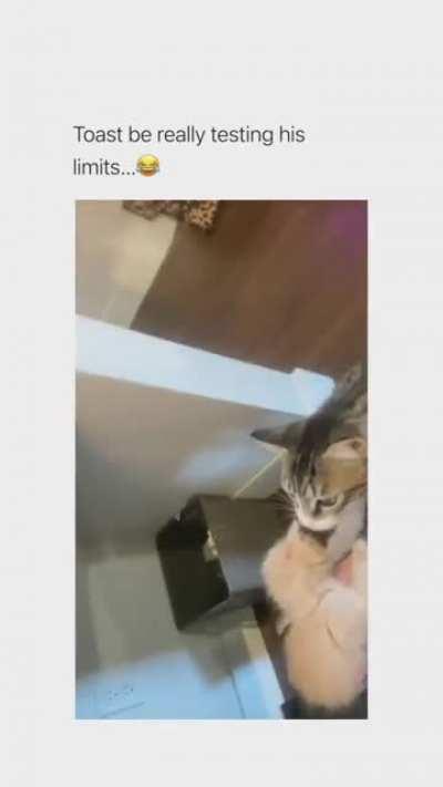 This cat really testing his limit.