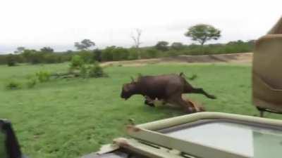 A lone lion charges a herd of buffalo and tackles one of them