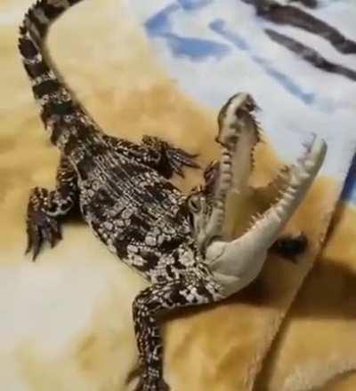 Janice where are the bodies