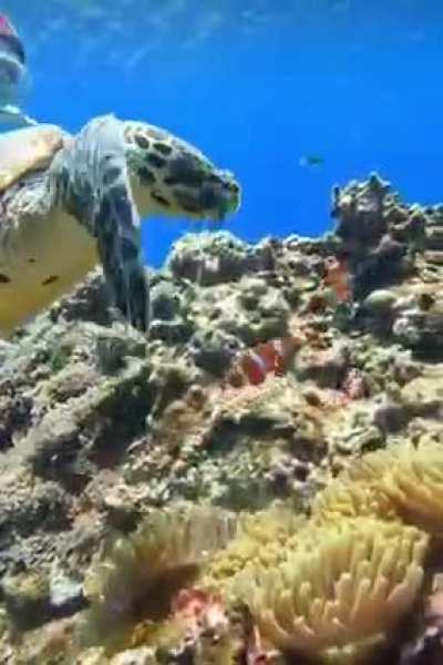 Clownfish fiercely defend their Anemone from Sea Turtle.