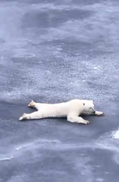 Polar bear showing how to cross on thin ice