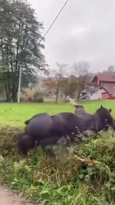 Fascinating Creature!!