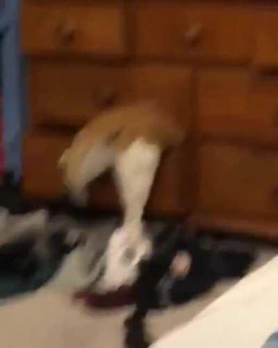 Cats are such majestic creatures