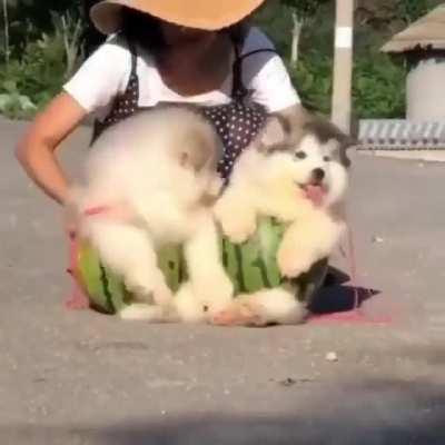 Look at these cute melon bois