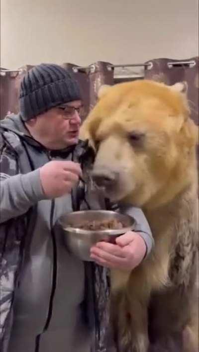 of casually feeding the dog