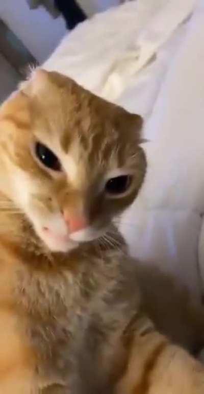 Yuumi after getting hit by Renata ult