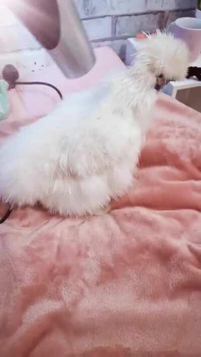 Silkies are the best🥰