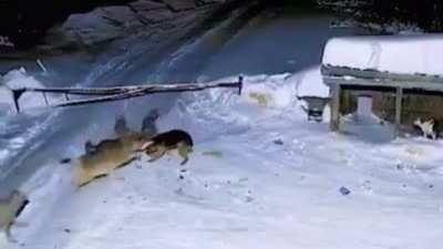 Wolves got a dog in Caucasus mountains