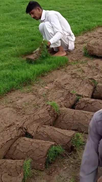 Lawn removal but with pvz music