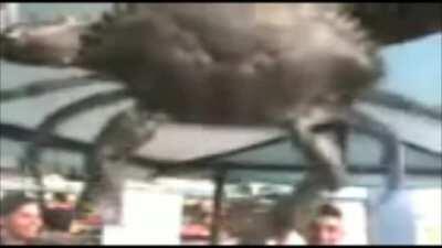 Vocês já conheciam o Siri Cascudo mas agora conheçam o... siri parrudo!