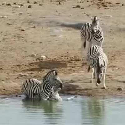 Adult male zebra tries to drown a young foal who is not his offspring