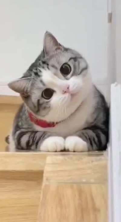 Cute funny cats hehe