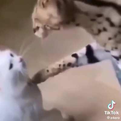 latesitoo - Video #2187