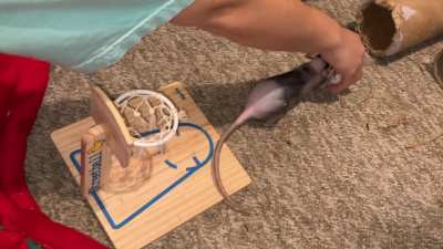 Chickpea is learning basketball - pt 3!