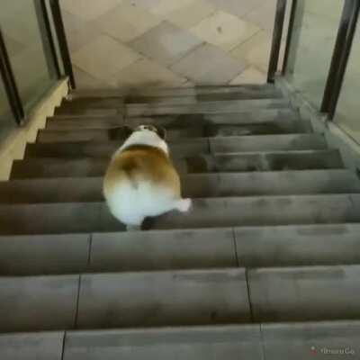 Corgi walking down the stairs.