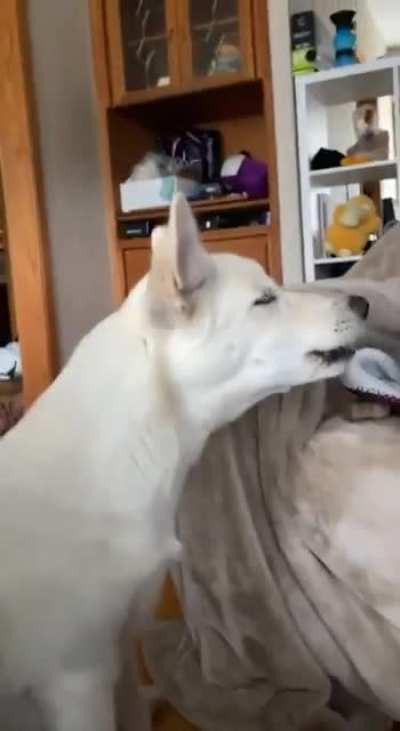 Alucard finally howled after 6 months! 😭