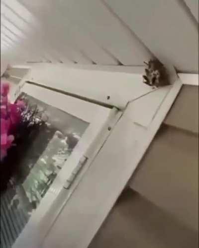 This guy is the king of fuck wasps