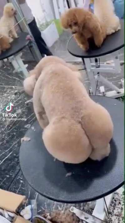 Getting your dog back from the groomers