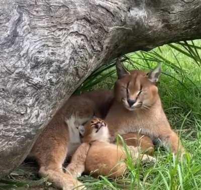 Copycat. Yawning is contagious.