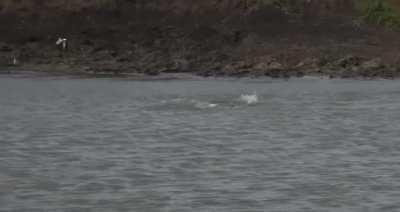WCGW Cheetah drinking in crocodile territory