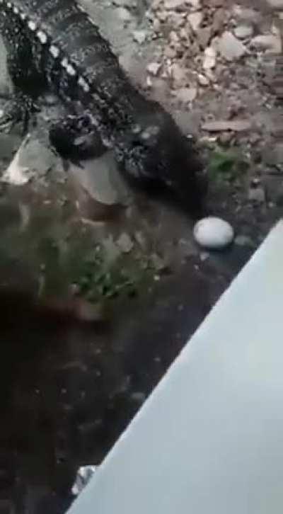 Rare footage of me trying to tame a Titanoboa. (Ignore the legs)