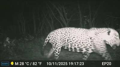 Some of the resident males in Hato La Aurora, Colombian Llanos recorded in 2025.