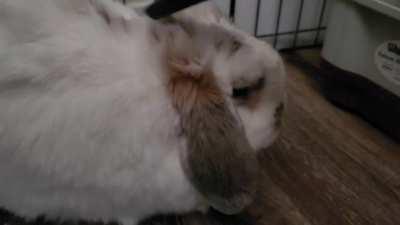 My lil weirdo Gambit hates to be groomed with a brush, he prefers a more hard-core method.