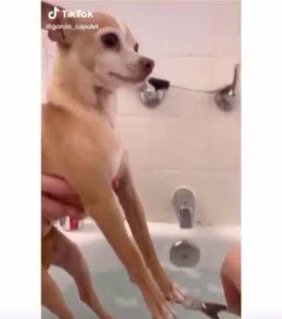 OwNeR FoRcEs DoG TO ChOOse BeTwEeN AmPuTaTiOn oR DrOwNiNg!!!