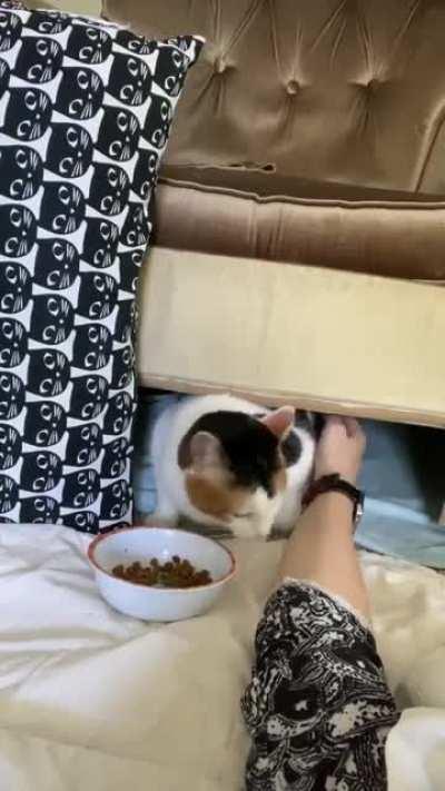 Adopted this cutie a few months ago...I will NEVER get over how ridiculous she sounds when she eats 😹