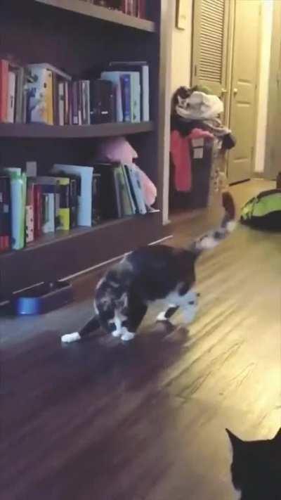 Not my cat, but dancing the greebles away