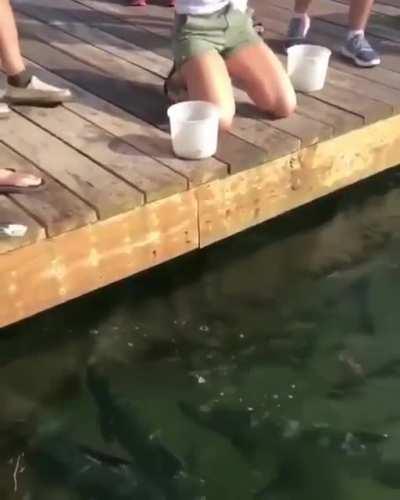 WCGW filming yourself feeding fishes on the pier