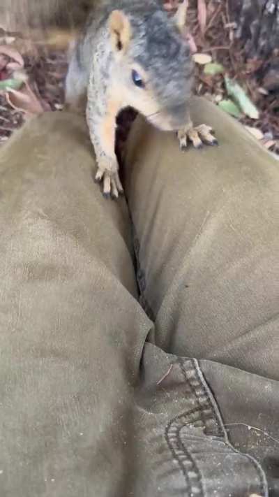 Met the friendliest squirrel ever