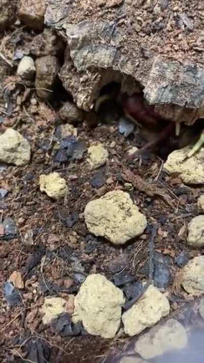 It's tail is actually a hand.