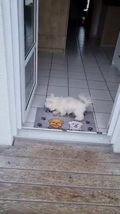 Always Wipe Your Paws