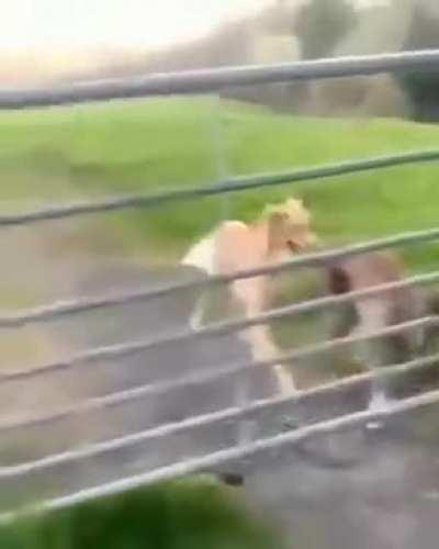 Never thought dog can fly!